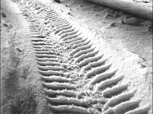 Snow Tyre Tracks